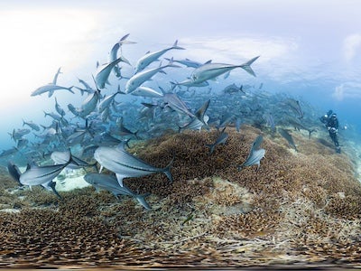 A school of large fish swimming at the sea floor.