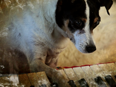 A small dog with its paw on a piano.