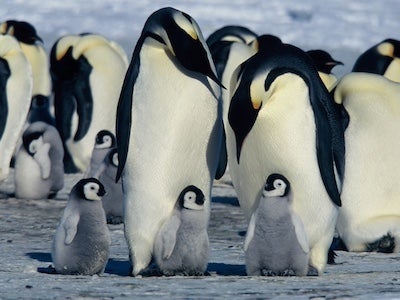 A group of young and adult penguins.