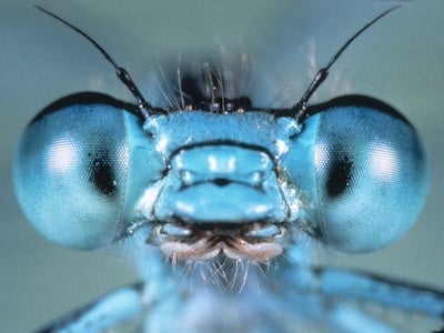 Closeup of an insect's large eyes.