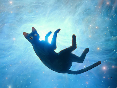An animated cat floating in water.