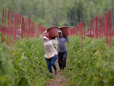 Agricultural workers carrying buckets in a field.