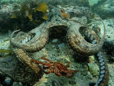 An octopus and a crab in the ocean.