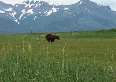 A bear in a grassy landscape, with snowy mountains in the distance.