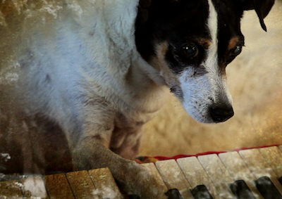 A small dog with its paw on a piano.