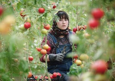 A woman harvesting tomatoes.