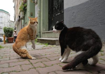 Two cats on a sidewalk.