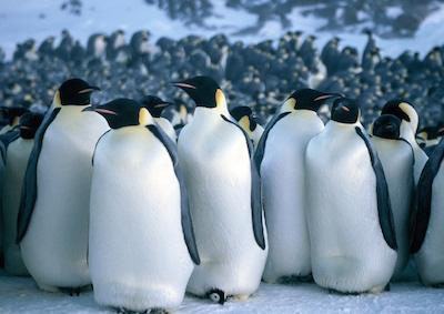 March of the Penguins