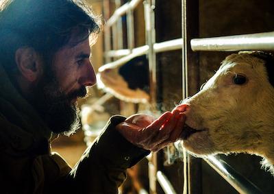 A calf licking a man's hand.