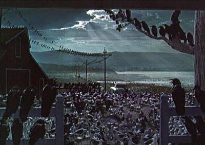 birds 1963 hitchcock film alfred june burds ucla pm fragments noir