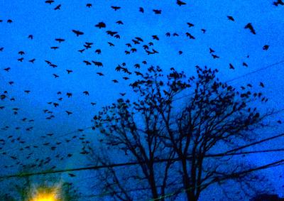 A flock of crows in the sky.