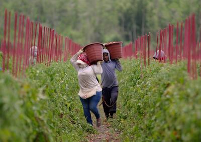 Agricultural workers carrying buckets in a field.