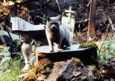 Pet Sematary