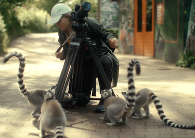 A person behind a camera approached by ring-tailed lemurs.