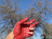 A hand painted red and a tree in the background.