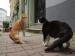 Two cats on a sidewalk.