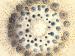 A drawing of what looks like a microscopic organism.
