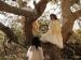 Women sitting on a large tree.