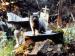 Pet Sematary