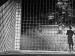 The Incredible Shrinking Man (1957)